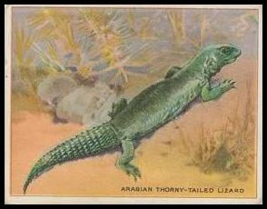 7 Arabian Thorny-Tailed Lizard